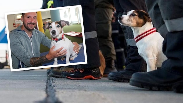 Abflugbereit mit dem Bundesheer ins Katastrophengebiet (re.), nun Star einer neuen Hundetrainigsschule (kl. Bild): Suchhund „Russell“ tritt ab nun ein wenig kürzer. (Bild: Krone KREATIV/Österreichisches Bundesheer; Andi Leisser)