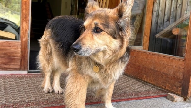 Azzuro wurde von Willi „in Würdigung seiner Verdienste um das Fraganter Schutzhaus“ mit einer besonderen Auszeichnung zum „Oberst-Hund“ befördert. (Bild: Zwickl)