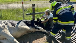 Die Szenen der Rettung (Bild: BFVMZ/FF Krampen)