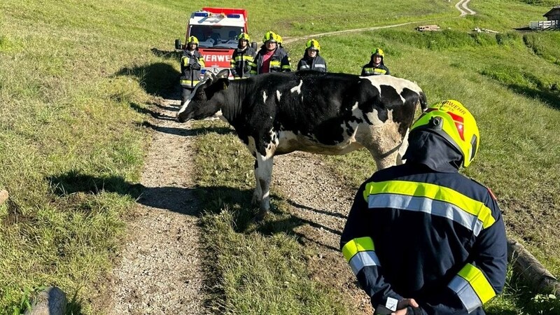 A tehenet gyorsan kimentették. (Bild: BFVMZ/FF Krampen)