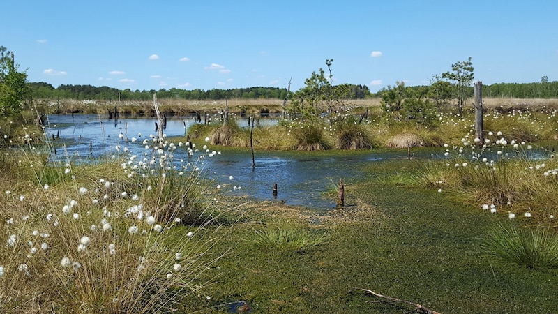 Peatlands are very important for the balance of nature. (Bild: stock.adobe.com)