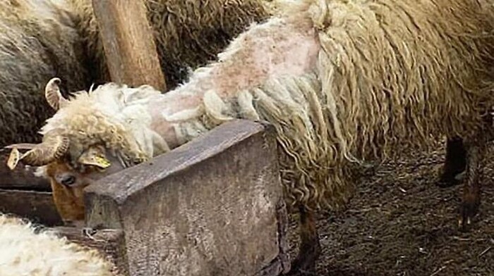 Ein Schaf mit Räude
