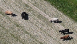 Fünf der sechs ausbebüxten Rinder konnte die Stadtfeuerwehr Waidhofen an der Thaya am Sonntag mit der Drohne lokalisieren. (Bild: FF Waidhofen/Thaya)