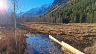 Auf den Renaturierungsflächen breitet sich jetzt schon die Feuchtvegetation wieder aus.