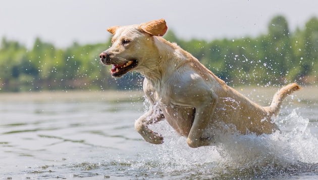 We are facing "dog days" - it is important for our four-legged friends to cool down properly. (Bild: stock.adobe.com/Christian Müller)