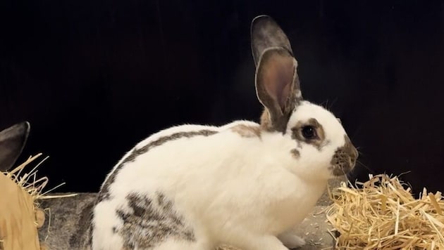 Das Deutsche Riesenkaninchen Jaspis sucht mit seinem Partner Apasch (Bild unten) ein neues Zuhause. (Bild: Tierschutzheim Vorarlberg)