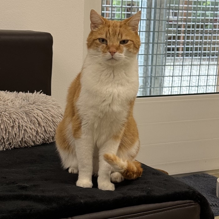 Kater Puma