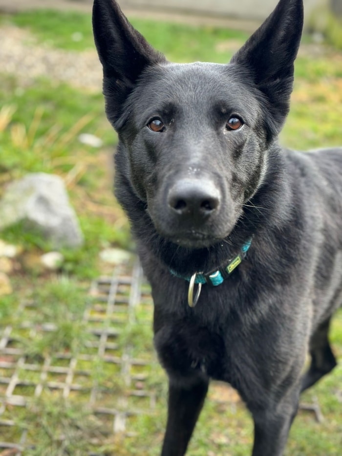 Der hübsche Schäferhund Sparky