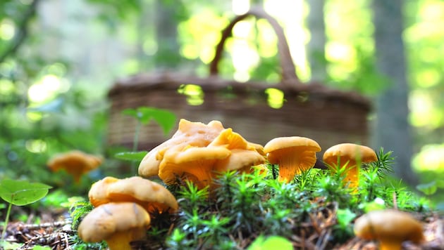 Solche Eierschwammerl lassen bei vielen die Augen wie LED-Lamperl leuchten (Bild: Gabriele Moser)