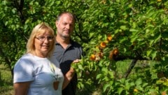 Karin Darnai und Alexander Roszuczky im Marillengarten. (Bild: Charlotte Titz)