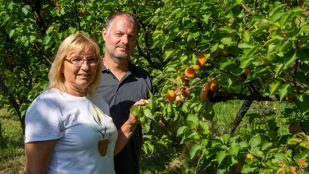 Karin Darnai and Alexander Roszuczky in the apricot garden. (Bild: Charlotte Titz)