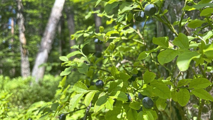 The fox tapeworm enters the human body through wild berries.