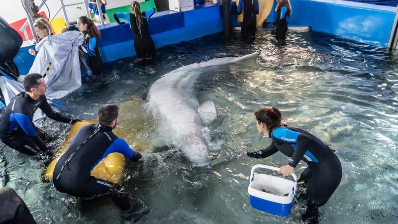 Das 15 Jahre alte Beluga-Männchen Plombir und das Weibchen Miranda (14) wurden in Sicherheit gebracht. (Bild: APA/AFP/Oceanografic Oceanarium of Valencia/Marc Domenech)