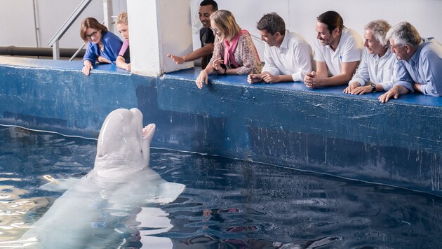 (Bild: APA/AFP/Oceanografic Oceanarium of Valencia/Marc Domenech)