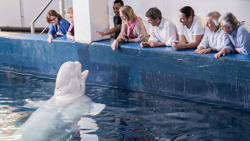 Freude und Eleichterung in Valencia nach der beschwerlichen Reise (Bild: APA/AFP/Oceanografic Oceanarium of Valencia/Marc Domenech)