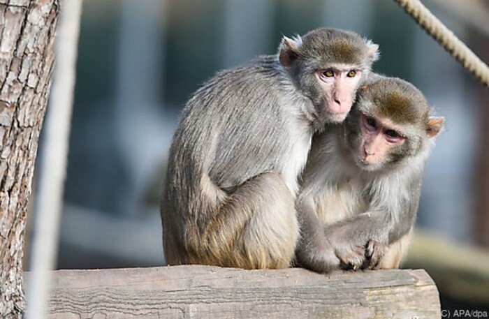 Mothers of rhesus monkeys treat their male offspring more aggressively than their daughters in ...