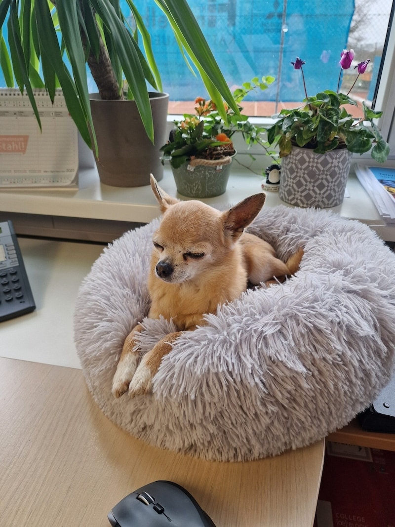 "Feivel" always has an eye on everything with her owner at her desk (Bild: Silvia H. )
