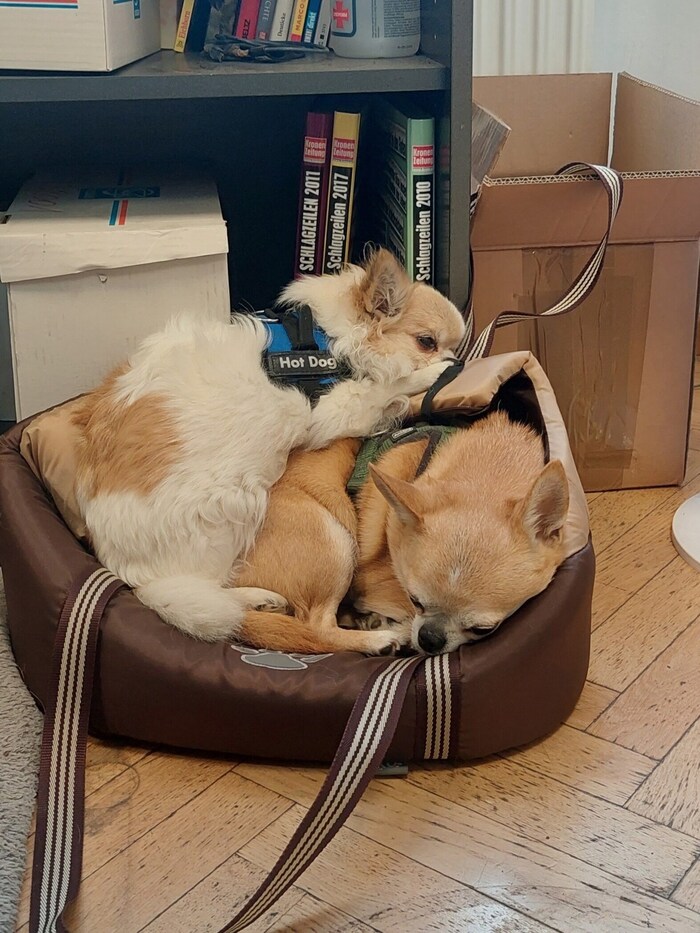 It's cuddle time for them in the office!