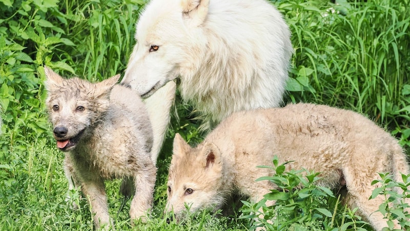 The pups explore the enclosure together with their family. (Bild: Zoo Salzburg)