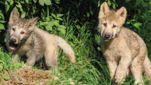 Winzlinge: Das Wolfs-Duo zeigt sich jetzt erstmals.