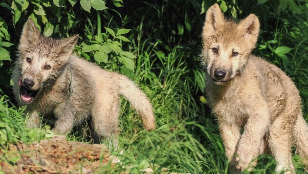 Winzlinge: Das Wolfs-Duo zeigt sich jetzt erstmals. (Bild: Zoo Salzburg)
