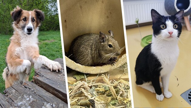 Miley, vier Degus (eines davon am Bild) und Capone halten noch Ausschau nach Plätzen bei Tierfreunden. (Bild: Krone KREATIV/Tierheim Linz, Pfotenhilfe Lochen)