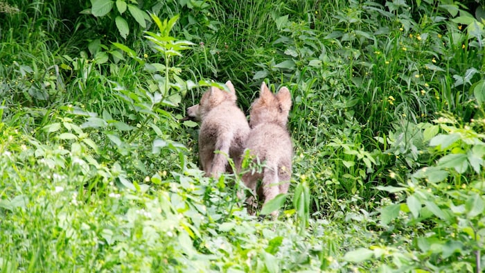 Gemeinsam sind wir stärker: Herzige Welpen im Zoo Salzburg