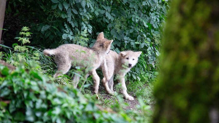 Erste Blicke auf die neuen Zoo-Bewohner
