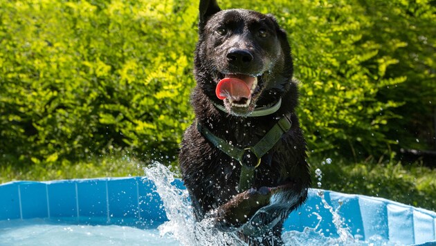 In order to offer four-legged friends a safe and stress-free alternative, Tierschutz Austria, in cooperation with the SCS, is launching the "Dog Zone - Outdoor instead of Car" initiative for the sixth year in a row. (Bild: Tierschutz Austria )