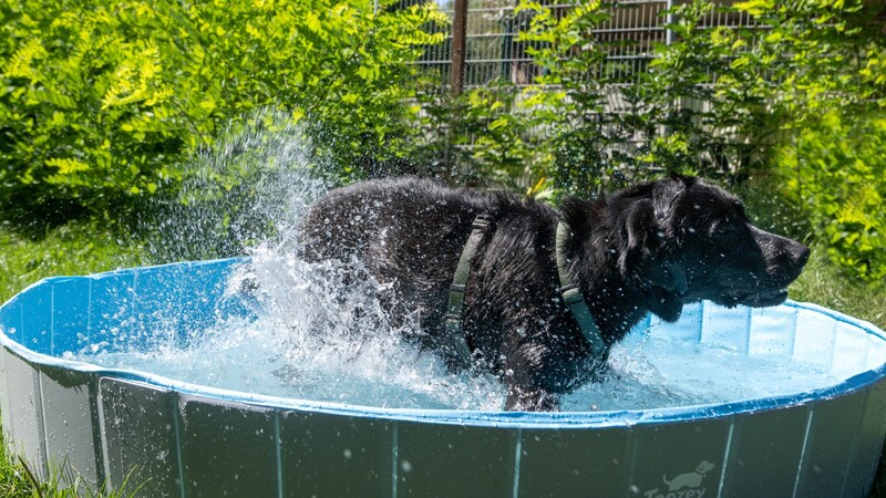 (Bild: Tierschutz Austria )