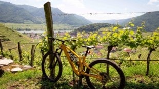 Radeln mit Ausblick über die Wachau und die Donau (Bild: Donau_Niederoesterreich_Barbara_Elser)