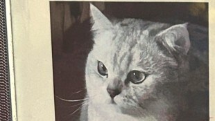 An einem Kärntner Bezirksgericht sollte geklärt werden, warum das Katerchen nur 18 Monate alt ...