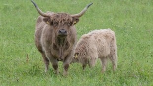 Sechs echte „Freilandrinder“ gibt es derzeit im Waldviertel. (Bild: Haijes Jack)