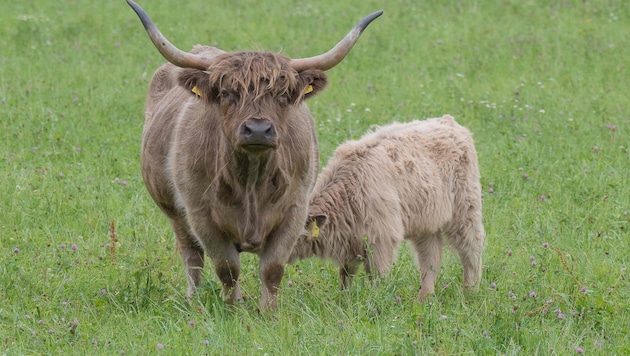Şu anda Waldviertel'de altı adet gerçek "serbest dolaşan sığır" bulunmaktadır. (Bild: Haijes Jack)