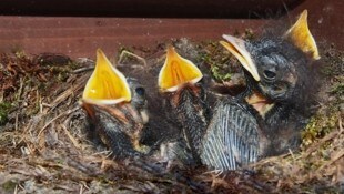 Junge Rotschwänze mussten in Eferding verhungern, weil Tierquäler das Einflugsloch zum Nest zugenagelt hatten (Bild: Alois Litzlbauer)