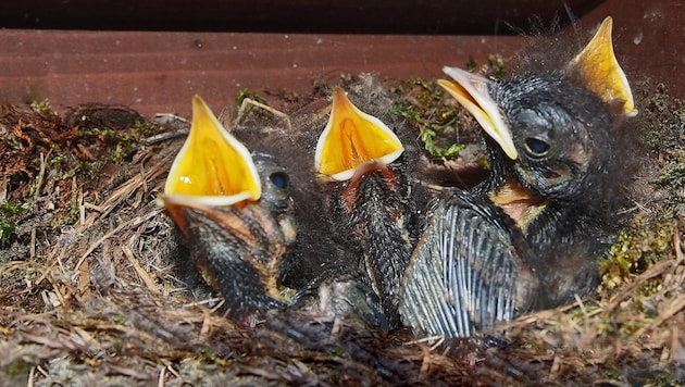 Junge Rotschwänze mussten in Eferding verhungern, weil Tierquäler das Einflugsloch zum Nest zugenagelt hatten (Bild: Alois Litzlbauer)