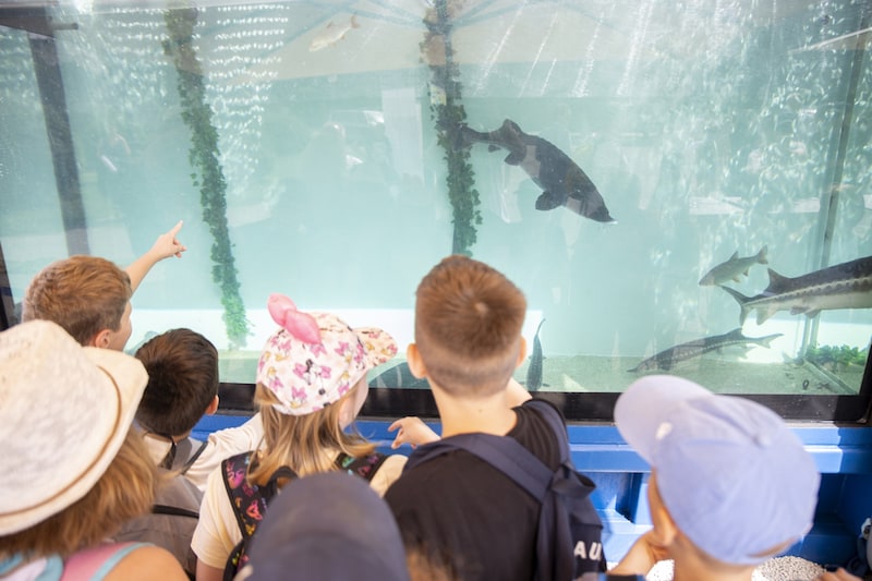 Children in front of the aquarium (Bild: APA/TOBIAS STEINMAURER)