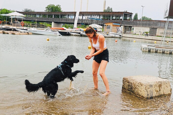 People and animals jump into the cool water at the Graz city beach near the soap factory.