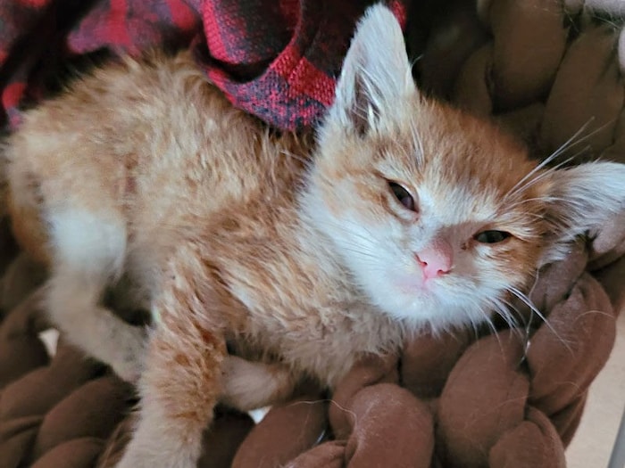 After receiving veterinary care, the foundling is now being fostered by a family