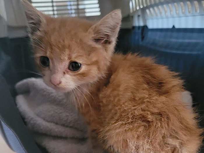 The kitten was immediately brought to safety