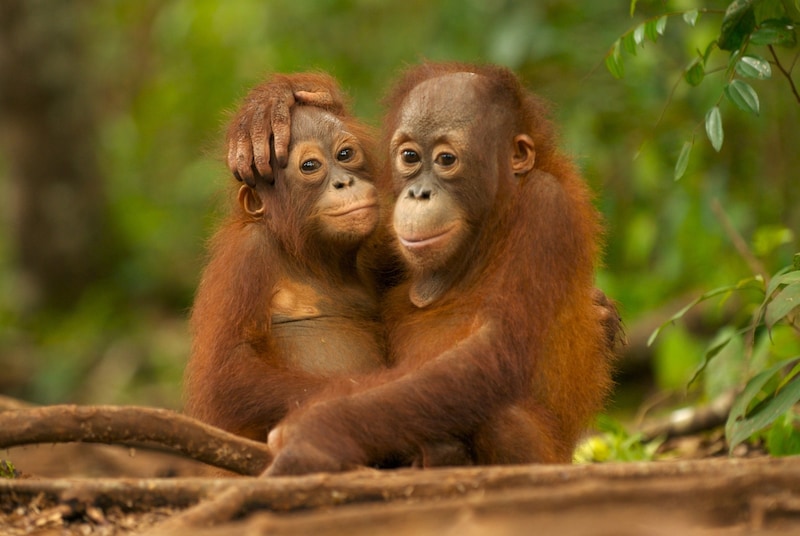 Orangutanlar (Bild: © Markus Mauthe / Greenpeace)
