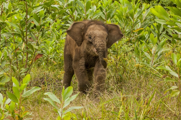 Sumatra-Elefant