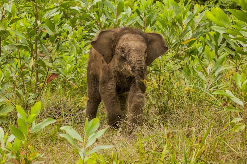 Szumátrai elefánt (Bild: © Ardiles Rante / Greenpeace)