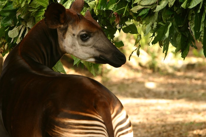Okapi