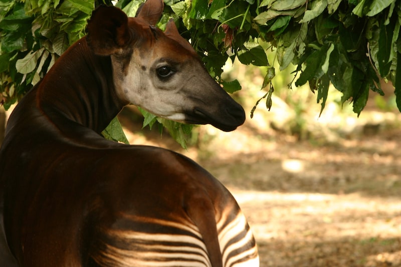 Okapi (Bild: © Kim Gjerstad / Greenpeace)