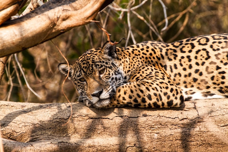 Jaguar (Bild: © Leandro Cagiano / Greenpeace)