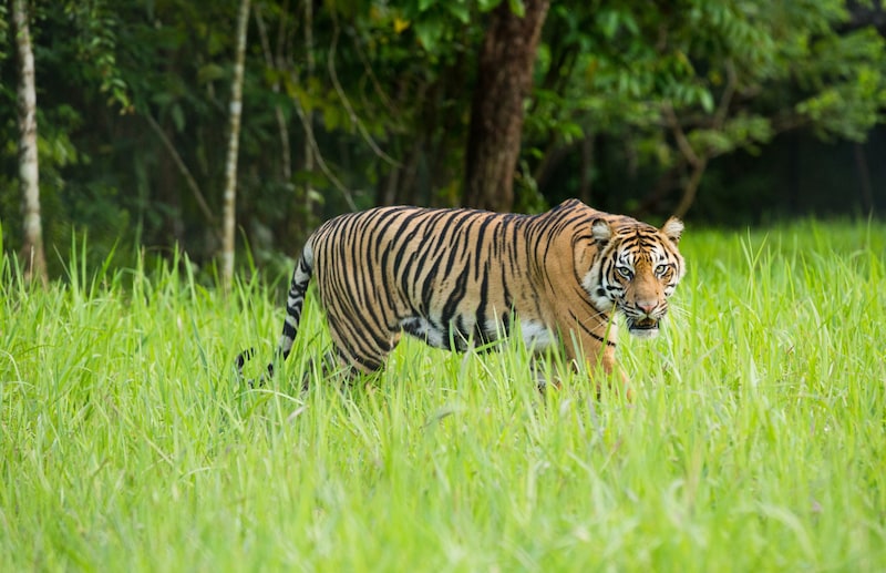 Szumátrai tigris (Bild: © Paul Hilton / Greenpeace)