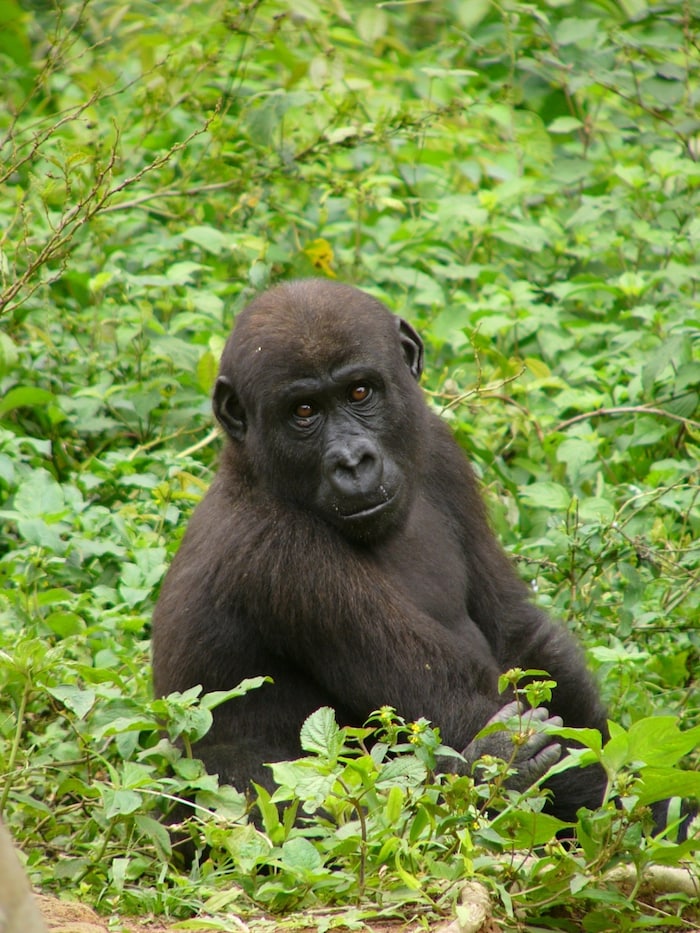 Flachlandgorilla