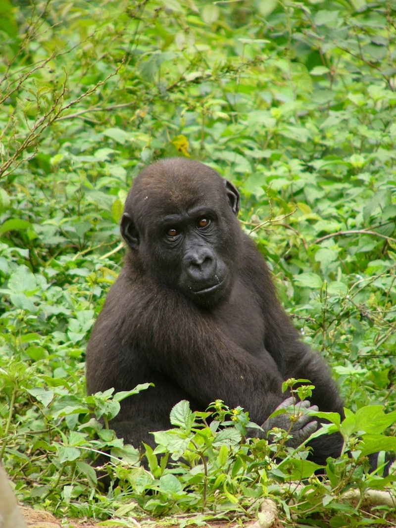 Lowland gorilla (Bild: © Greenpeace / Filip Verbelen)