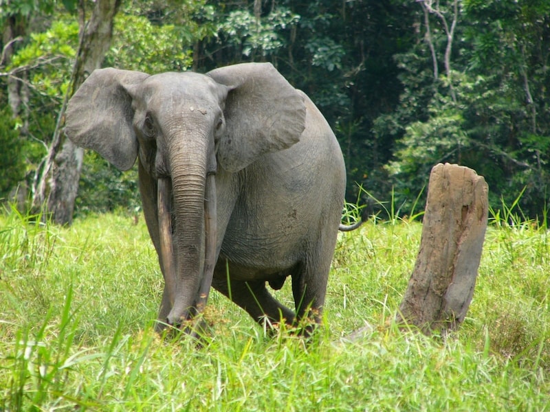 Afrikai erdei elefánt (Bild: © Greenpeace / Filip Verbelen)
